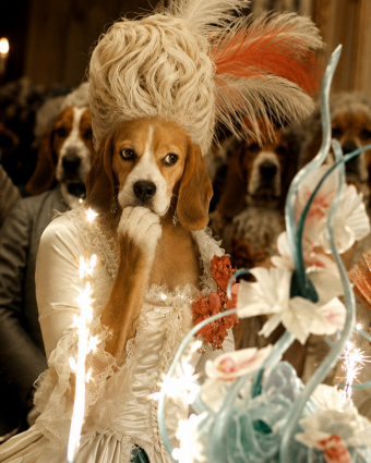 Beagle